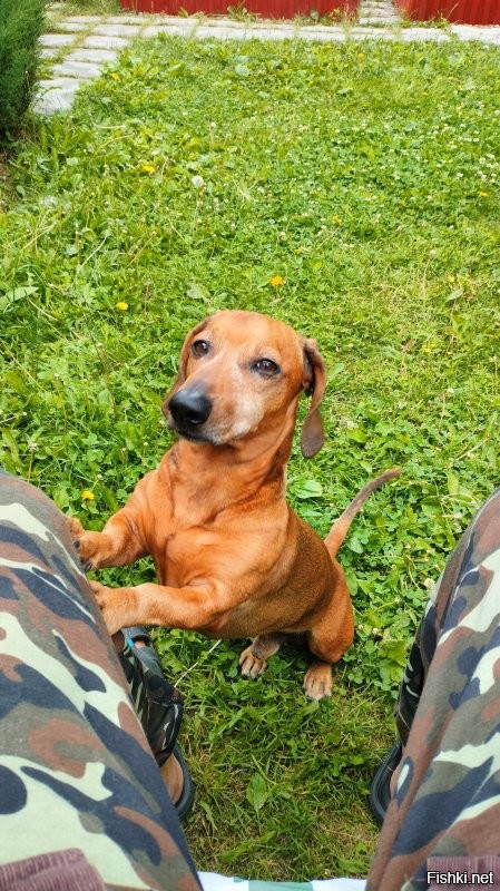 Нашему 8 лет, ещё даёт просраться неприятелю)))