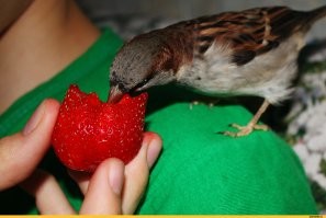 не знаю "как в лесу поют дрозды", но свою землянику я укрыл сеткой