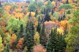 Лиственные деревья отличаются округлой кроной, а на картинке все кроны одинаково заострённые. Если это не фотошоп (к чему я больше склоняюсь), то скорее подпилил, чем потравил. У хвойных широкая корневая система и соседние деревья, потравились бы тоже. Так ровно не получилось бы, тем более на склоне.