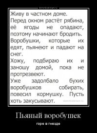 "Понапивались": птицы опьянели от абрикосов