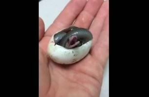 Я нашел её фото из роддома!