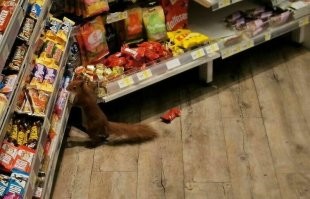 Выбирает где орешков больше.