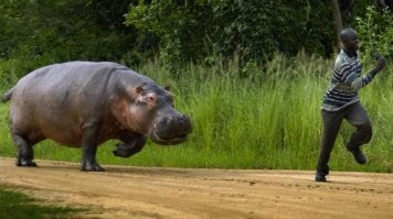 - Чему научили нас бегемоты?
- Что они, с*ка, очень быстрые