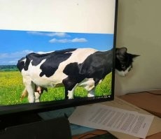 Ракурс - это сила !