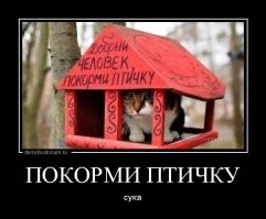 Коты тоже могут быть птицами.