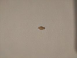 Полюбуйтесь моим урожаем огурцов. А ведь я целых два дня назад достал это семечко из упаковки!