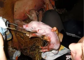 Порося то явно не сразу после рождения ....