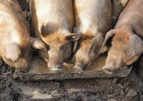 Хрючево у вас в свинарнике  Не поперхнись только