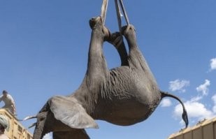 Такая строповка слона, за ноги на удавку, только не о бережном отношении свидетельствует.