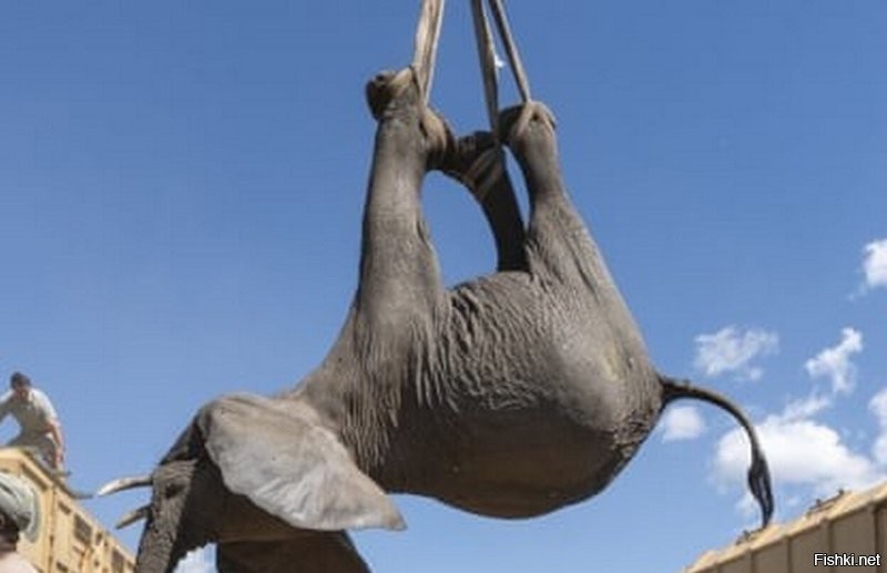 Такая строповка слона, за ноги на удавку, только не о бережном отношении свидетельствует.