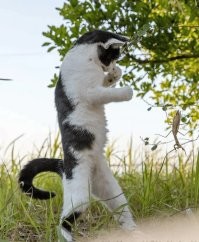 Главного кота забыли