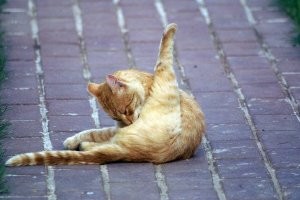 Итальянцы создали самый низкий в мире автомобиль