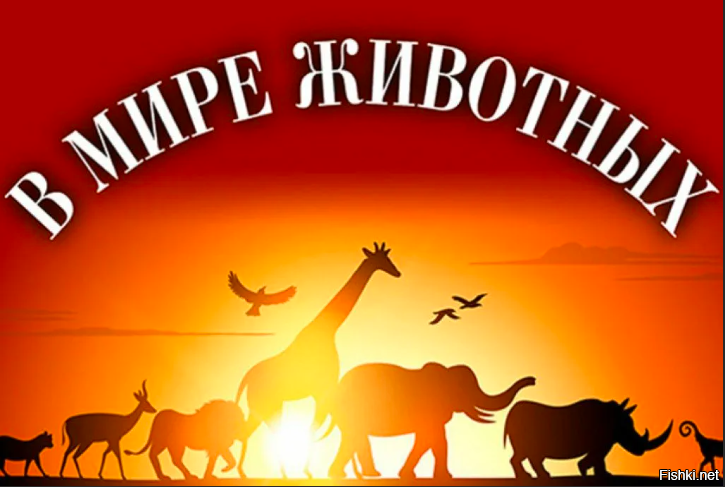 Картинка со звуком.... не трогайте их