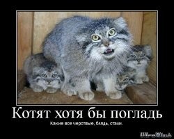 Красота диких кошек в их среде обитания