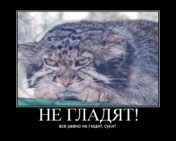 Красота диких кошек в их среде обитания