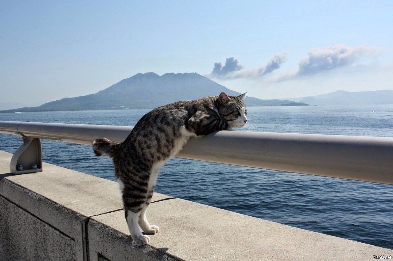 Фото хочется. Котик на море. Кот на перилах. Кошка отдыхает. Любопытный кот.