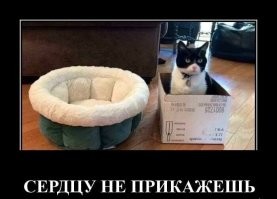 15 забавных комиксов от художницы, которая живёт в доме с четырьмя котами