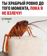 Вот эта штука посильнее Фауста Гёте. После того, как она взлетела и пролетела мимо меня, я полгода к психологу ходил и заработал фобию на всю жизнь...