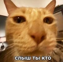 Котам пофиг на твоё мнение....