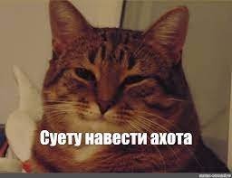 Нашёлся пропавший во Внуково кот Котик