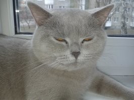 Бульдозер (для своих Бульд) Просто кот...