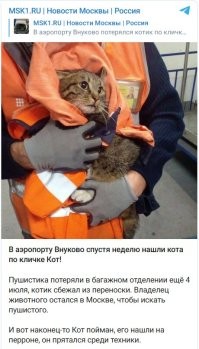С котиков всё хорошо, его нашли.