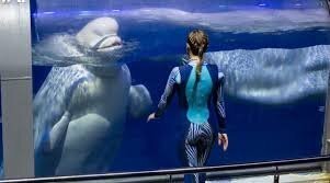 Москвариум закроется?