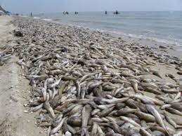 Туристам продадут.  Там с бычком такая же фигня. Каждый год случаются заморы,и горы бычка выбрасывает на берег. Местные собирают,сушат,а потом продают отдыхающим.