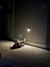 Нашёлся пропавший во Внуково кот Котик