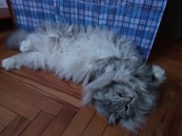 In (Ингридий) 
4 кг 
плавно растекается по поверхности дивана
реагирует на открывание холодильника
от прикосновения вибрирует
активно выделяет шерсть