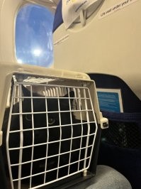 Странная авиакомпания все же.  Я уже 2 раза летал с дочкой когда ей было 4 и 9 месяцев. Ребенку в таком возрасте место не выделяется, но в стоимость входит перевозки коляски. Возможно, если ребенку больше 2 лет, то правила другие. 
Для животного отдельное место тоже не выделяется в салоне (хотя за 2 рейса я дополнительно заплатил 150$ за провоз котейки). По правилам лоукостера, на котором летел я во время взлета и посадки переноска должна находиться под впереди стоящем сидением.  Рядом со мной было свободное место, я договорился с бортпроводником, что я оставлю кота на нем и закреплю переноску ремнем безопасности, чтобы коту было спокойней.