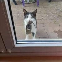 Мышов много не бывает!