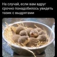 Они довольно милые.