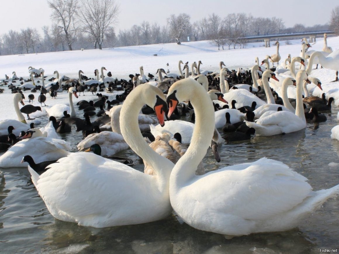 Когда прилетают лебеди. Лебеди в Лебяжьем Ломоносовский район. Стая лебедей. Лебеди на озере. Стая лебедей на озере.