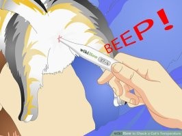 Ненавижу гастров. Им только в человека что-нибудь запихнуть. В наше время, когда со спутника можно измерить температуру у кота под хвостом, когда МРТ и КТ показывают тело в разрезе за полчаса...  Здоровья вам.