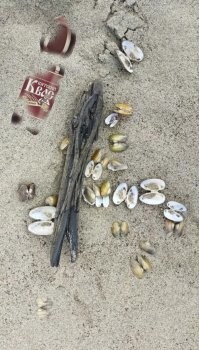 Кости бегемотоподобного монстра обнаружили на Вятке — он жил 265 млн лет назад