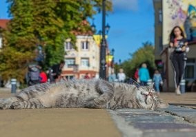 Вот самые ленивые, блаженные и самодовольные улыбки животных.