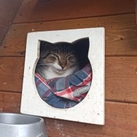 Вот самые ленивые, блаженные и самодовольные улыбки животных.