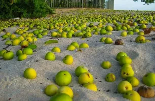 Ну я думаю девушка и от яблочка бы не отказалась