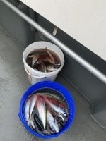 В воскресение вот так порыбачил , отпускать смысла особого нет она практически сразу подыхает .