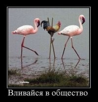 Интересные факты про фламинго