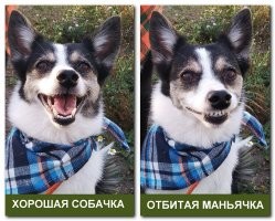 Собаки, фотогеничность которых просто зашкаливает
