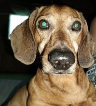 О-о-о! Зеленоглазое такс.... са!!!