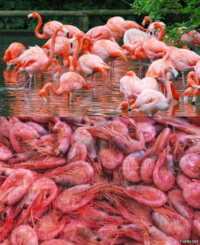 Интересные факты про фламинго