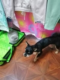 Собаки, фотогеничность которых просто зашкаливает