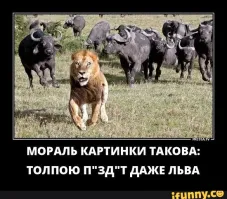 Тигр напал на отбившуюся корову, но стадо отогнало хищника