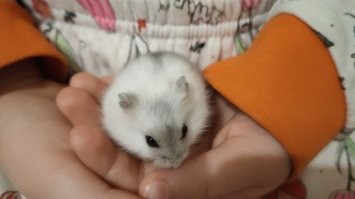 Четыре дня назад отправился в Вальгаллу. 2,5 года жил – не тужил.