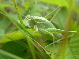 Самое зелёное на даче, это вот это. Можно в упор смотреть в веточки куста смородины где он сидит, в у упор его не видеть до той поры пока он не начнёт куда-то ползти или не станет активно шевелить усами