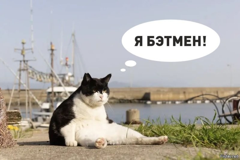 Толстый ворчливый кот и очень усталый хорек — объявлены претенденты на Comedy Pet Photo Awards