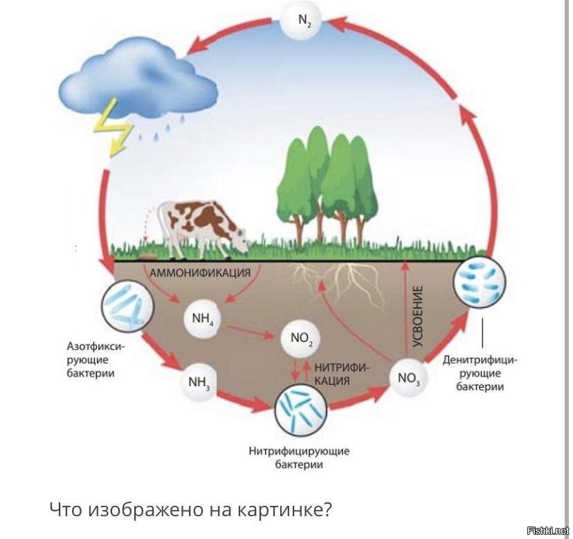 Биосфера бактерии. Круговорот азота в природе. Круговорот азота в природе 9 класс биология. Круговорот азота в природе схема. Биохимический круговорот азота в природе.